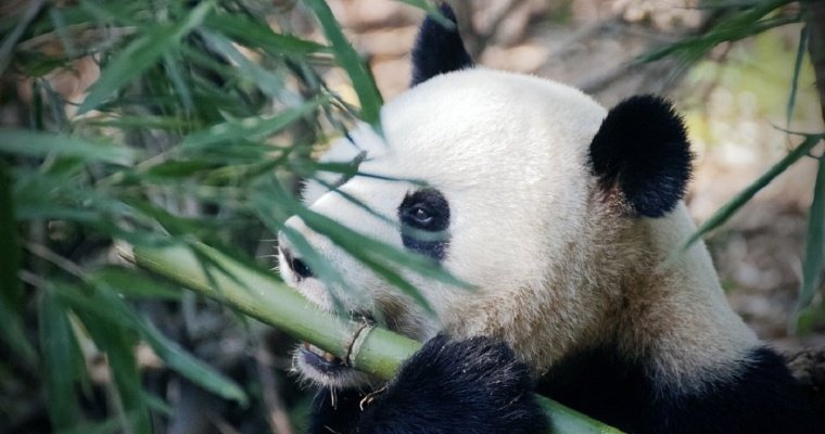 В китайском Чунцине панды покусали служительницу зоопарка 