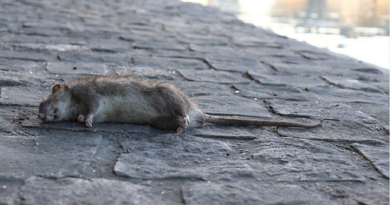 Нашествие крыс стало проблемой в Красноярском крае