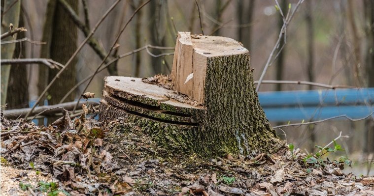 Четверых жителей Удмуртии осудили за незаконную рубку деревьев 