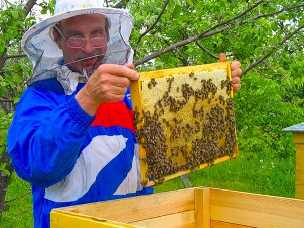 Сколько заработать на пчеловодстве Сколько заработать на пчеловодстве