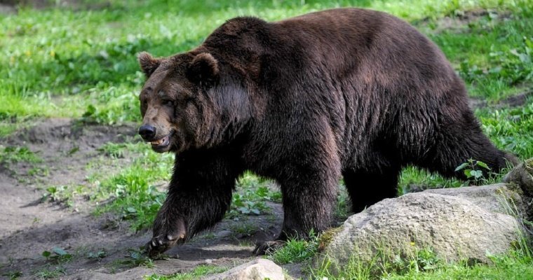 В центре Томска ликвидировали агрессивного медведя