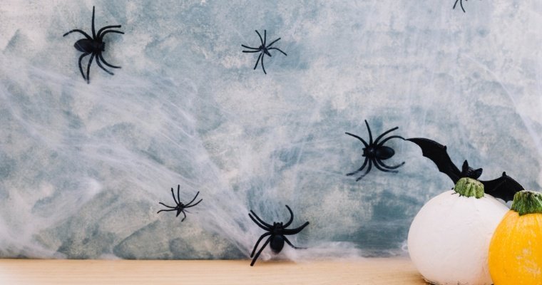 Организаторов выставки пауков в Ижевске заподозрили в нарушении закона о рекламе