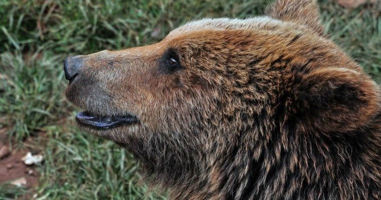 Принятый за аниматора медведь прогулялся по улицам города в Приморье