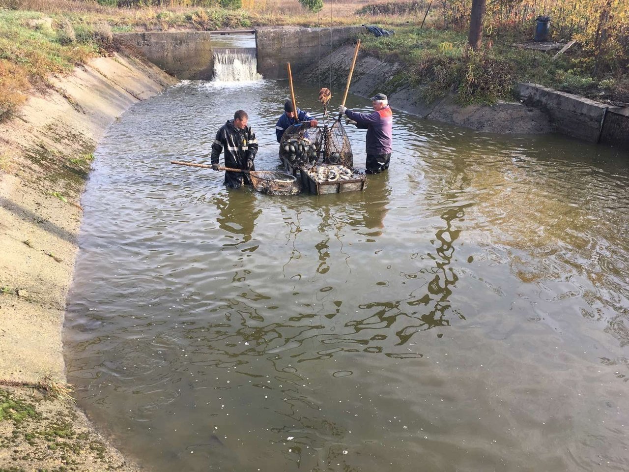 Сотрудники рыбхоза по выращиванию карпа «Пихтовка» в Удмуртии обнаружили в своих прудах карасей