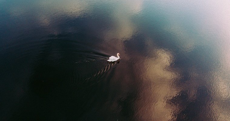 На пруду в Удмуртской деревне Банное застрял лебедь со сломанным крылом