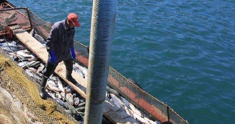 Закон о запрете британским рыбакам промышлять в Баренцевом море приняла Госдума