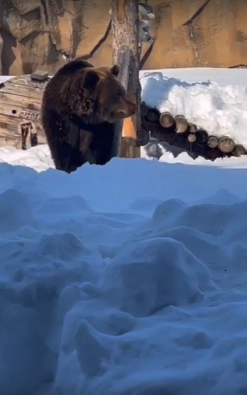 В зоопарке Ижевска вышел из зимней спячки бурый медведь Гоша