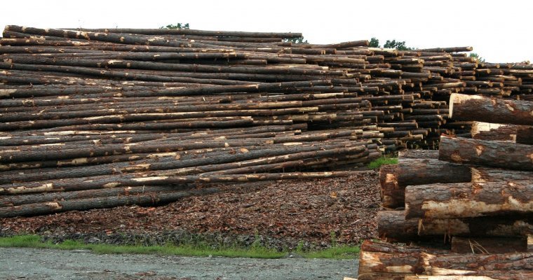 В Завьяловском районе Удмуртии неизвестные вырубили почти 160 кубометров леса