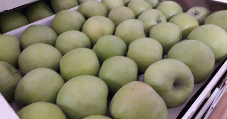 Почти 300 кг санкционных яблок уничтожили в Удмуртии
