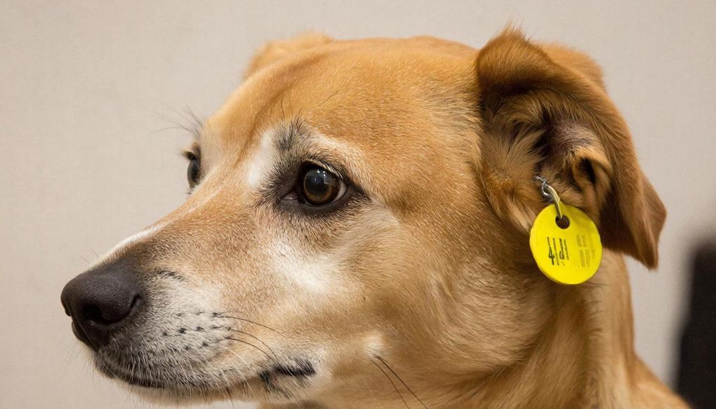 Подрядчика на отлов бездомных животных определили в Малопургинском районе Удмуртии