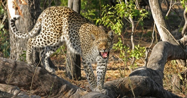 Леопарды едва не загрызли троих индийцев в деревне