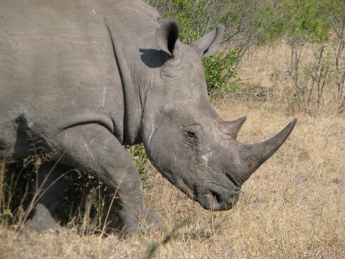 Погоня разъяренного носорога за джипом с туристами в ЮАР попала на видео