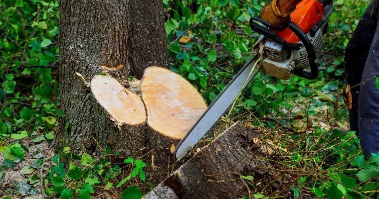 В Юкаменском районе Удмуртии мужчина незаконно вырубил 20 деревьев