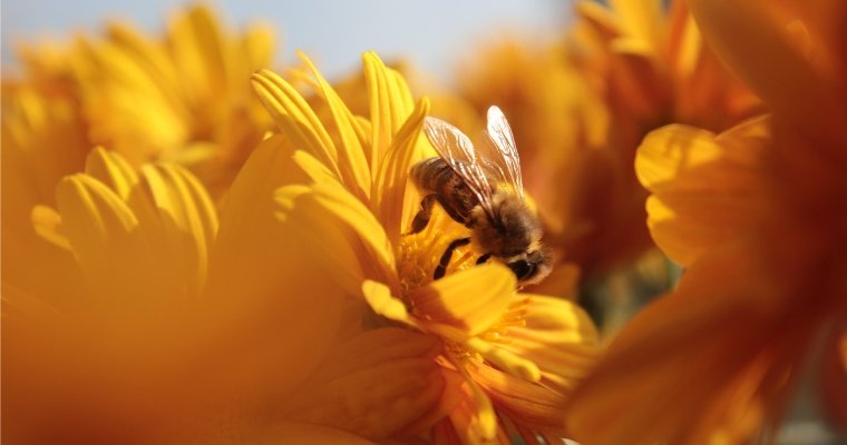 Пчеловодам Удмуртии выделили 2,5 миллиона рублей компенсации за гибель пчёл