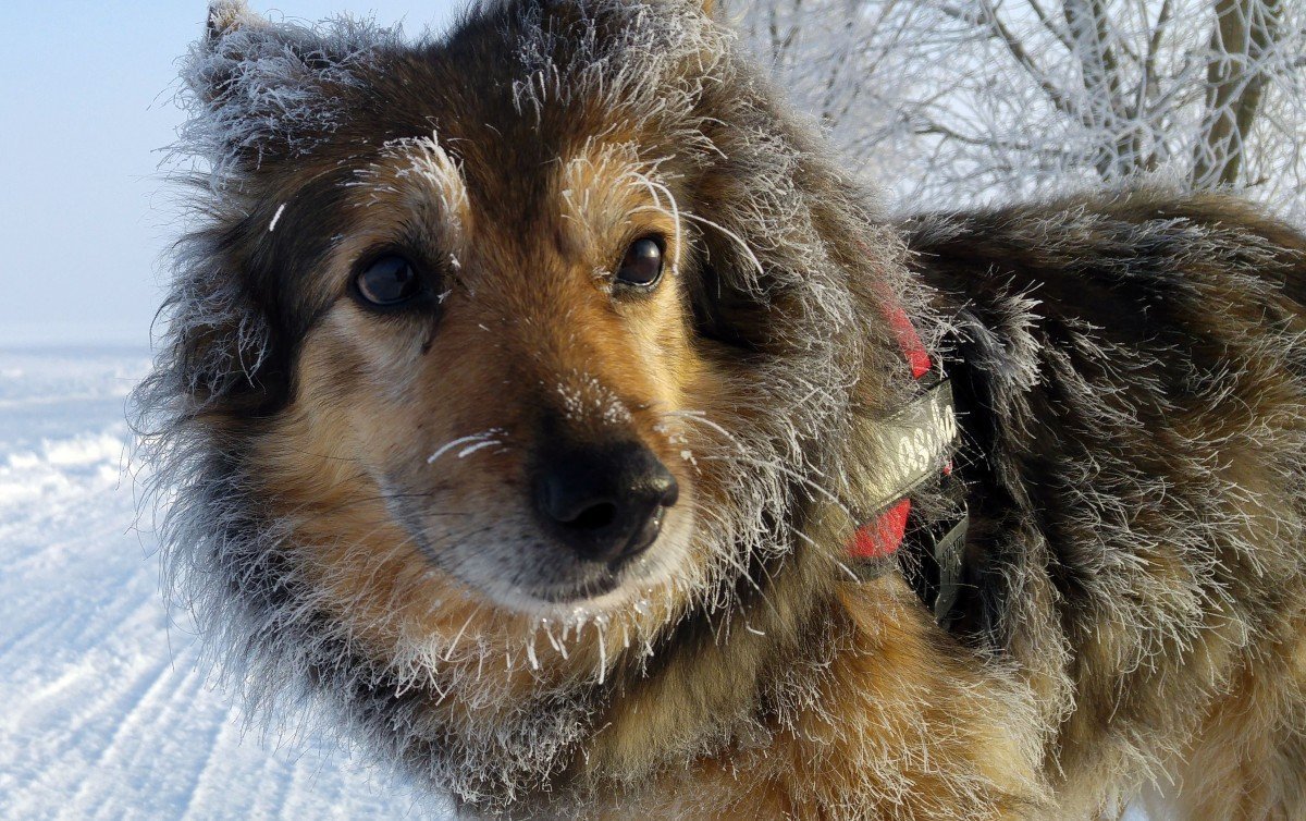Бешеная собака бросалась на автомобили в Ижевске
