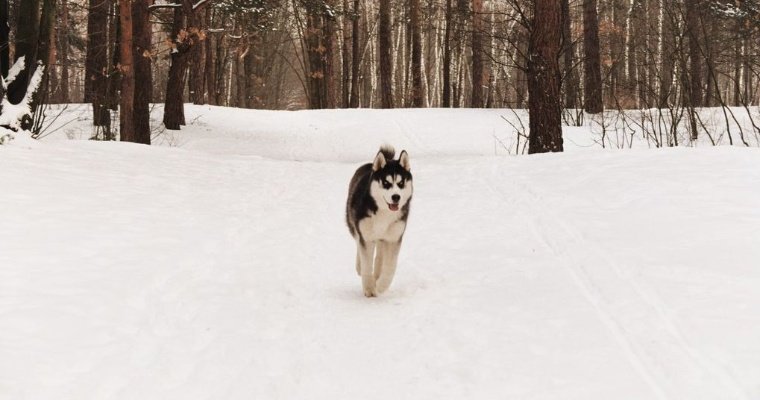 Ветеринары Удмуртии напомнили, как сохранить здоровье собаки во время зимних прогулок