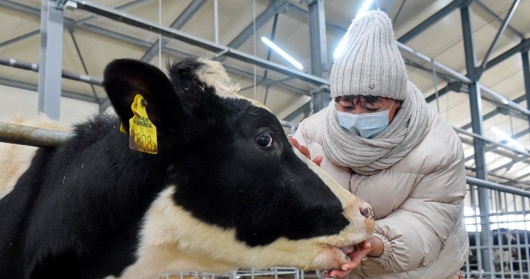 Самая продуктивная корова Удмуртии в 2021 году дала более 16 000 литров молока
