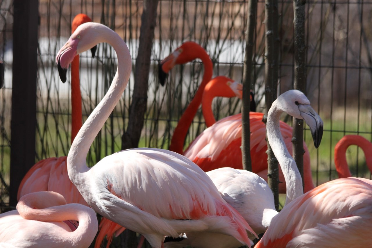 Погреться на весеннем солнышке в зоопарке Ижевска вышли фламинго