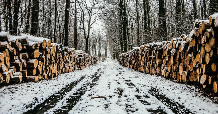 Жителя Удмуртии подозревают в незаконной вырубке леса на 1,6 млн рублей