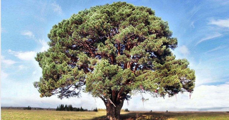 Сосна в Завьяловском районе Удмуртии может стать российским деревом года 