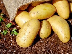 Итоги дня: названия для новых сортов картофеля из Удмуртии и сквер в честь 100-летней жительницы