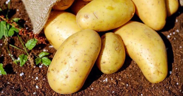 Удмуртия обеспечивает себя картофелем на 100%