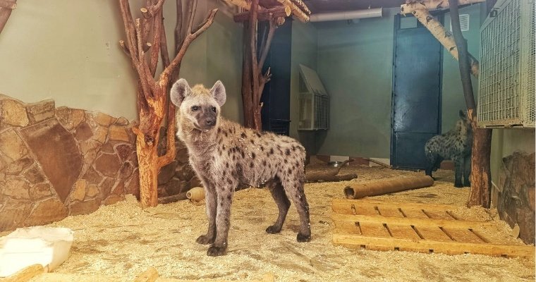 Жители Удмуртии могут предложить имена для гиен зоопарка Ижевска 