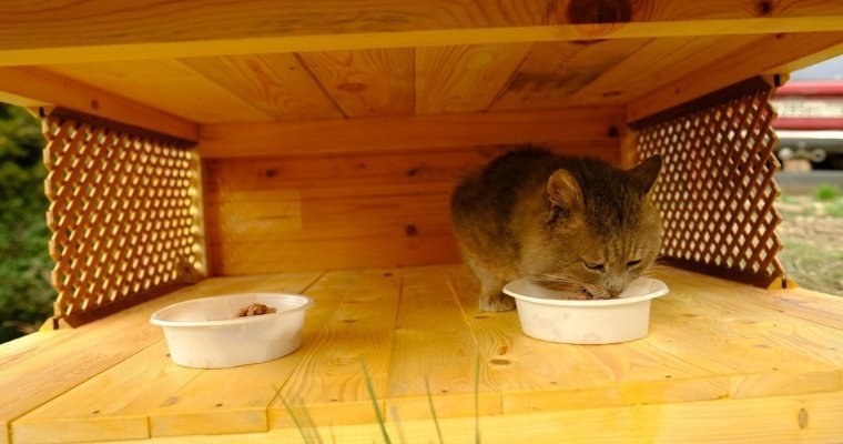 Трехэтажный дом для бродячих кошек построили в Крыму