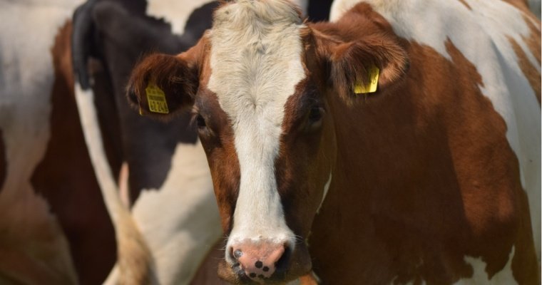 35 коров погибли в результате ДТП в Красноярском крае
