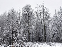 26 декабря в Удмуртии станет теплее