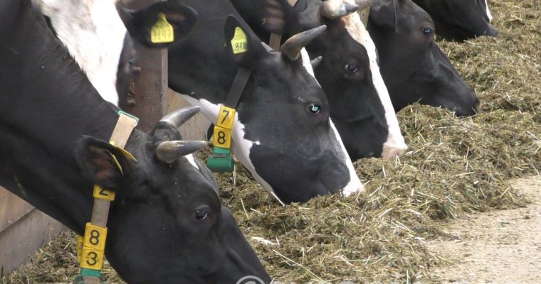 Удмуртия рассчитывает завершить год с показателем по производству молока в 820 тыс тонн