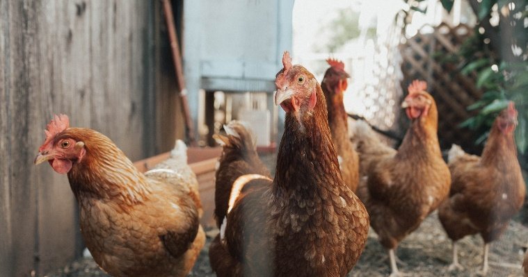 В крестьянско-фермерском хозяйстве Глазовского района изымут и уничтожат более 12 тысяч голов птиц 