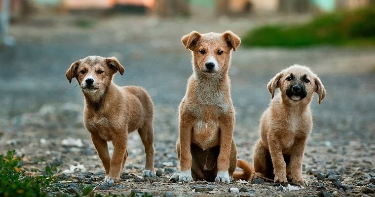 Суд обязал администрацию Сюмсинского района заключить договор по отлову бездомных животных 