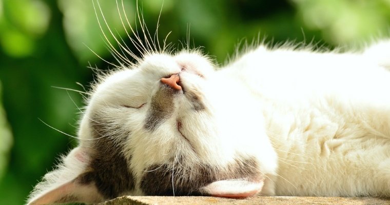 Механизм мурлыканья кошек раскрыли австрийские ученые