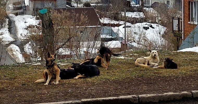 В Глазовском районе Удмуртии не могут найти подрядчика на отлов бродячих животных