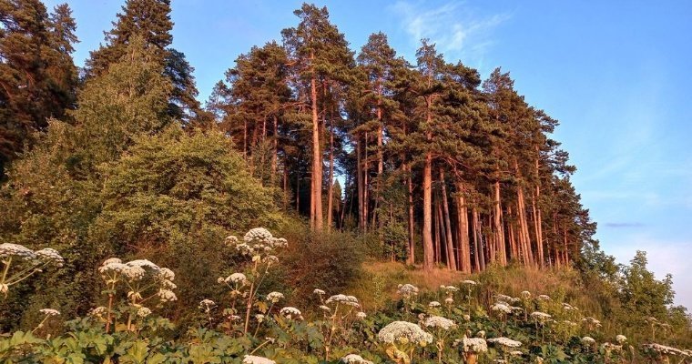 В 2024 году в рамках нацпроекта восстановят более 11 тысяч гектаров леса Удмуртии