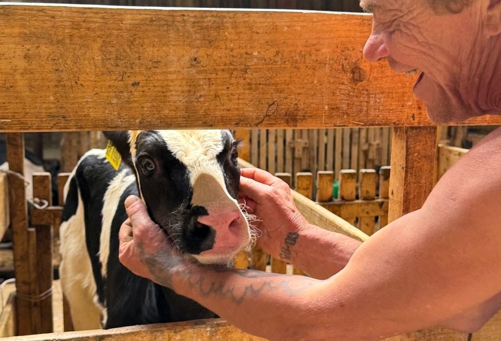 227 телят родились в удмуртском рыбхозе Пихтовка за первые пять месяцев 2025 года