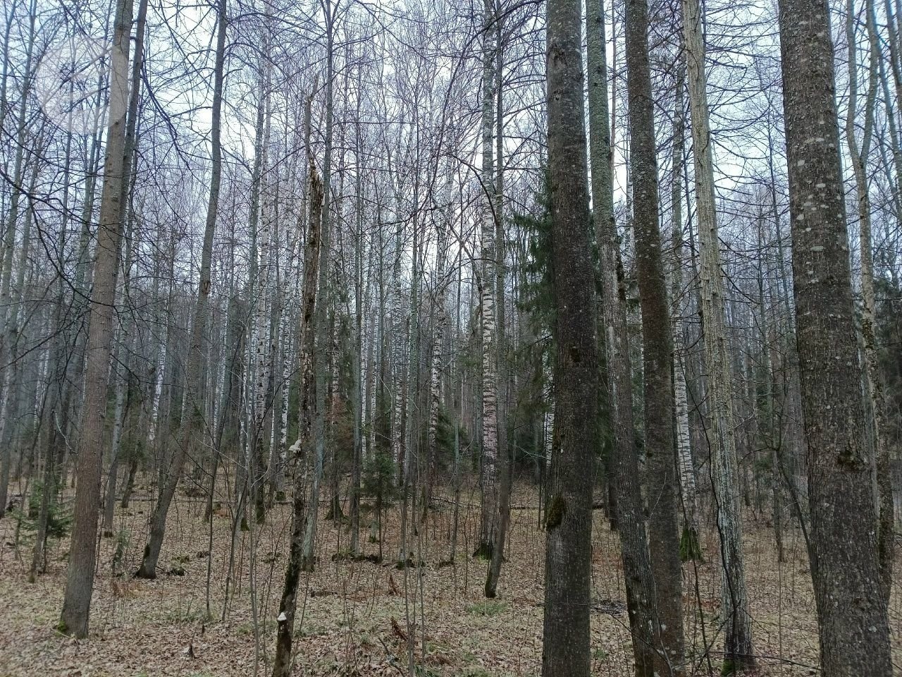 В Удмуртии оптимизируют маршруты патрулирования лесов с учётом установленных видеокамер