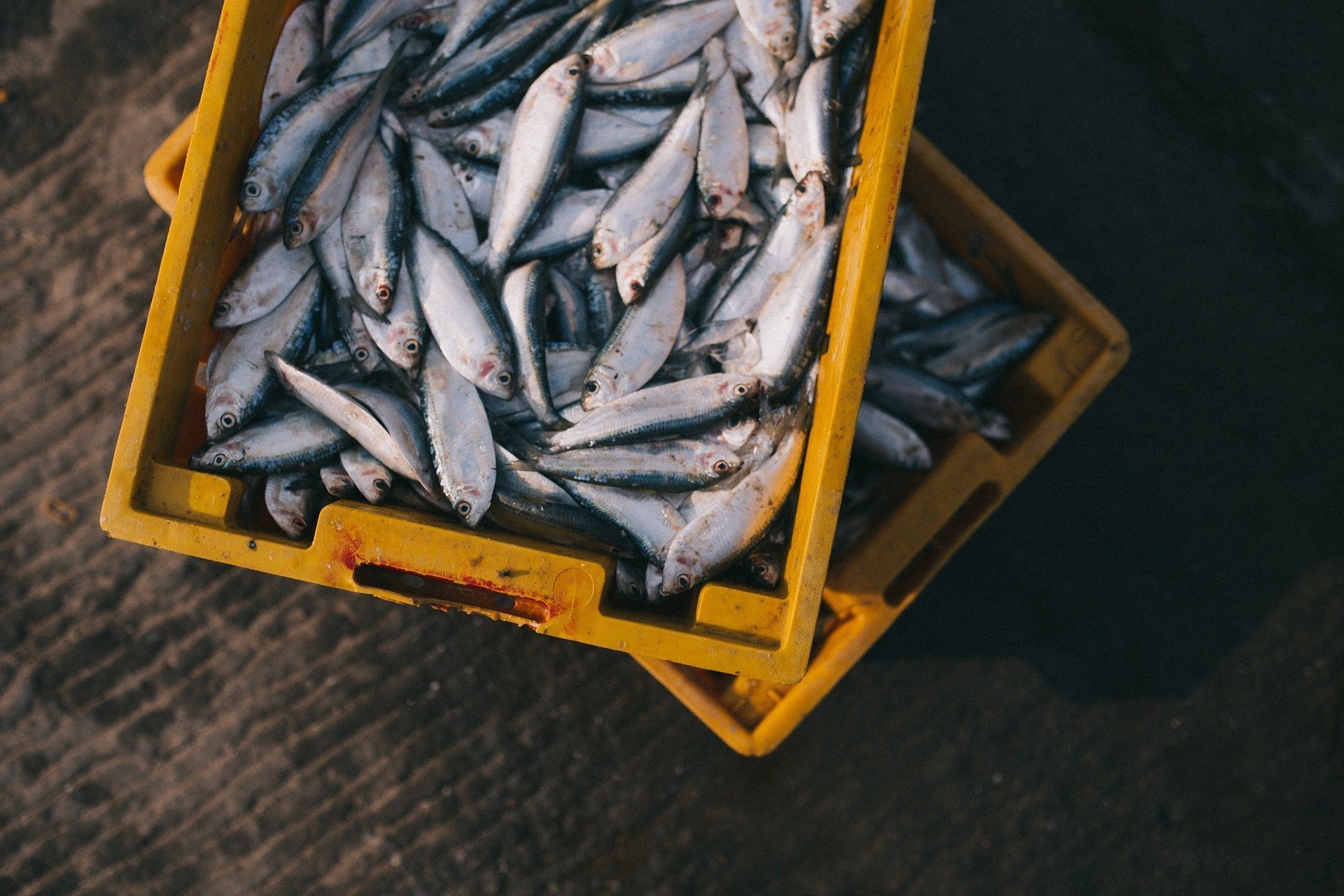 В Минприроды Удмуртии предпринимателю выделили чрезмерно большой участок для рыболовства