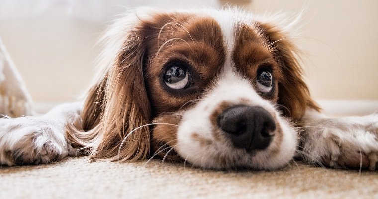 Власти Ижевска расторгли контракт на создание первой площадки для выгула собак