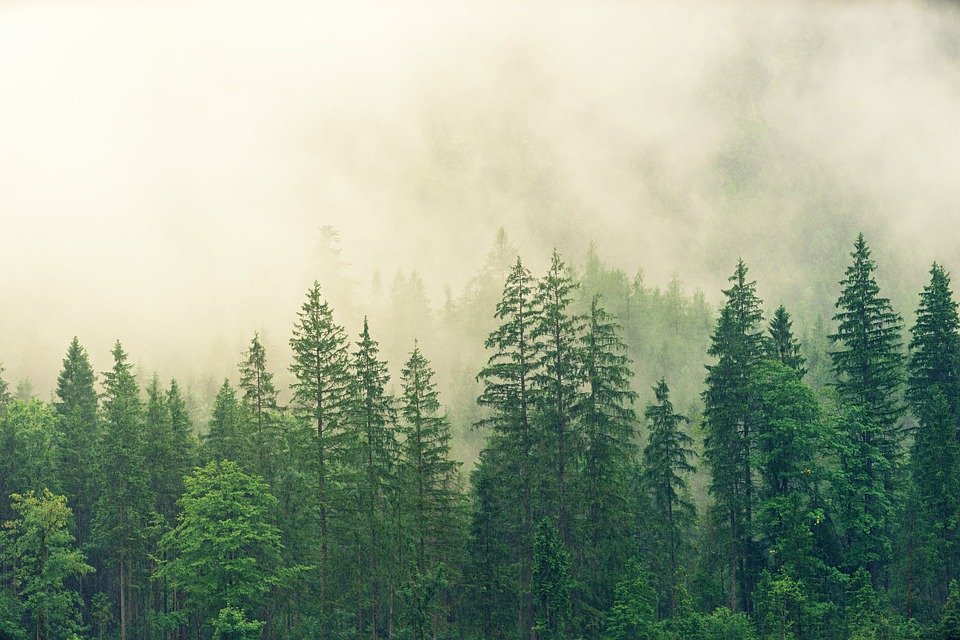 В Удмуртии зарегистрировано 65 случаев незаконных рубок леса