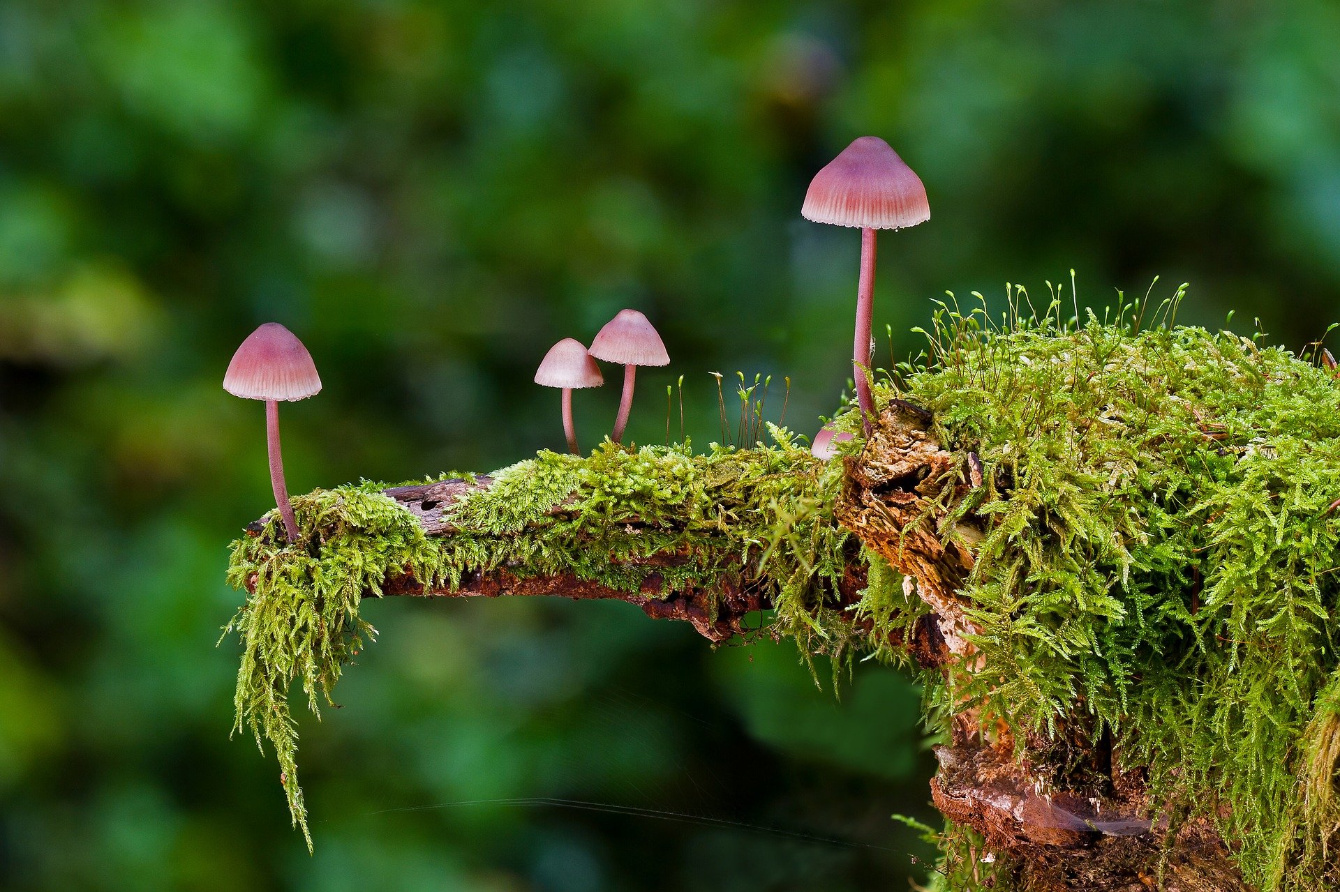 

В лес по грибы, на дачу – по ягоды: топ-5 блогов для грибников и садоводов Удмуртии

