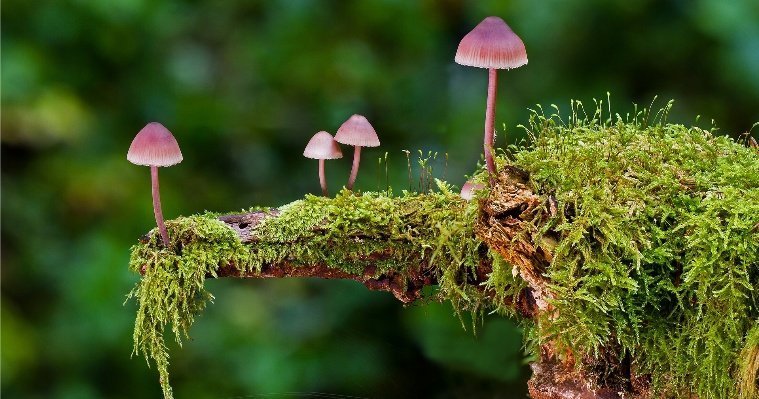 В лес по грибы, на дачу – по ягоды: топ-5 блогов для грибников и садоводов Удмуртии