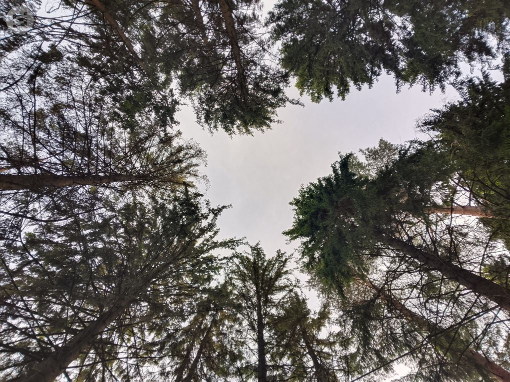 В Ижевске ввели карантин на площади 31 гектар из-за растения-паразита