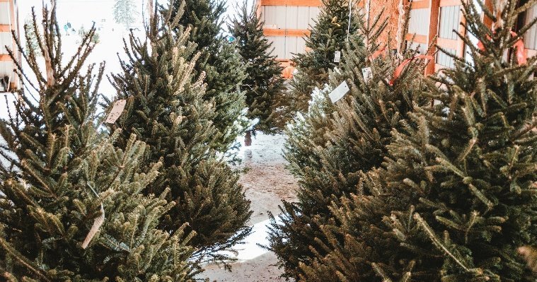 Из Удмуртии в Краснодарский край уже отправили 3,5 тысячи рождественских ёлок и сосен