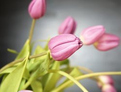 Благотворительный забег «Подари цветы бабушке!» состоится в Ижевске 9 марта