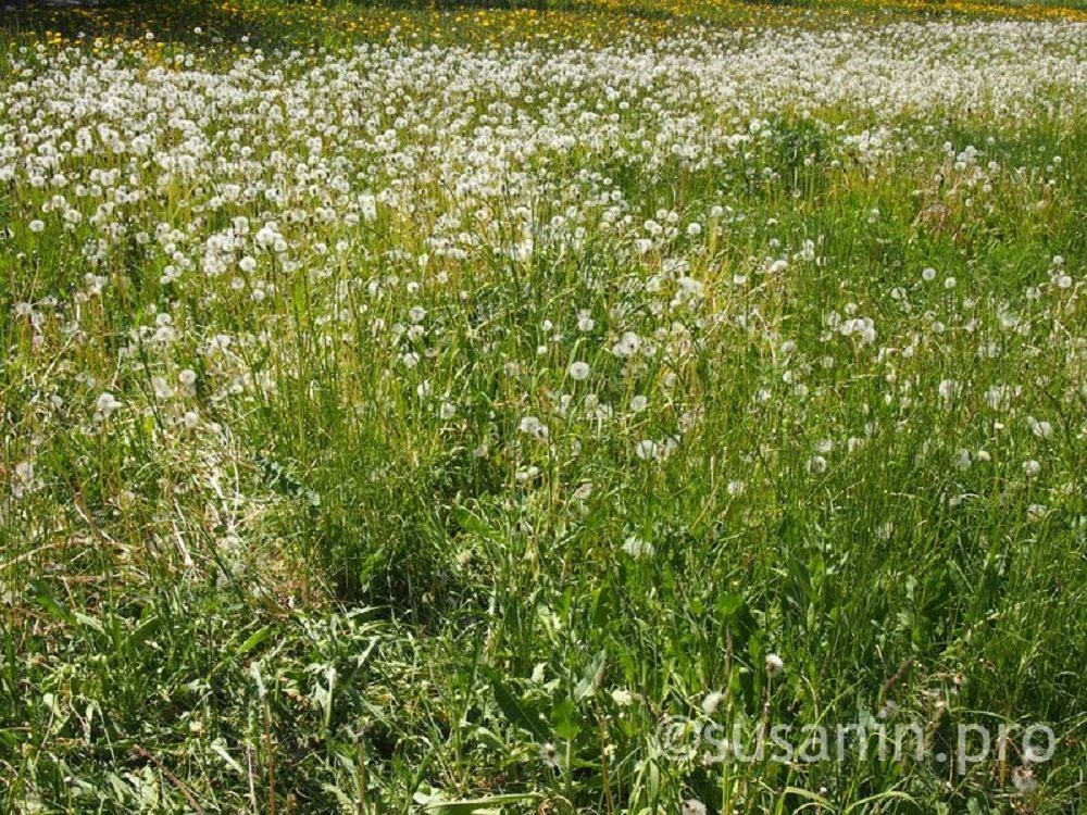 СберСтрахование: более 5,5 тыс. жителей Удмуртии застраховались от клеща в 2025 году