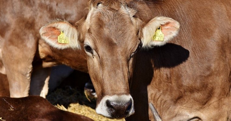 Образовательный центр молочного животноводства появится в Удмуртии к 2025 году