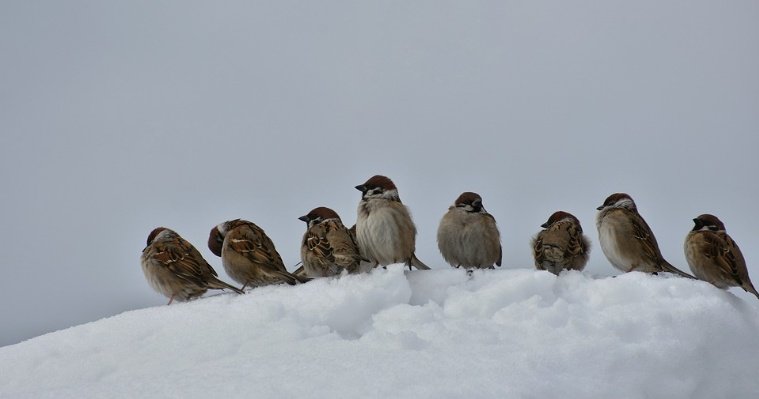 Помощь зимой: орнитологи Удмуртии рассказали, чем можно подкармливать птиц