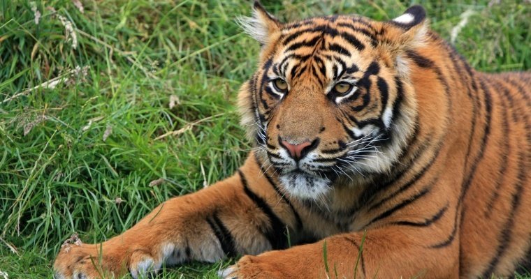 В Индонезии нашли доказательства существования якобы вымершего яванского тигра
